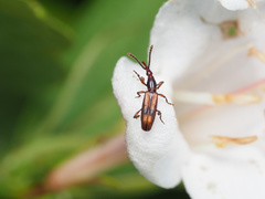 Microtrachelizus