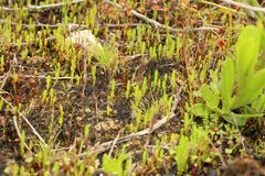 Selaginella gracillima