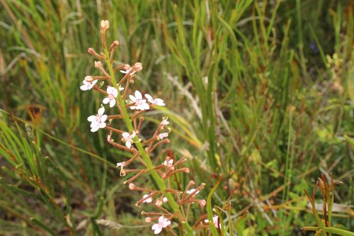 Image of Stylidium crassifolium by (c) Em Lamond, some rights reserved (CC BY)