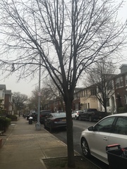 Gleditsia triacanthos