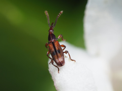 Microtrachelizus