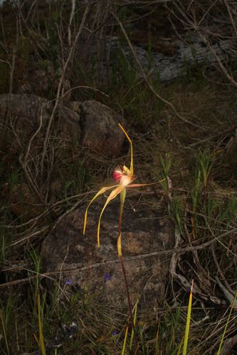 Image of Caladenia pectinata by (c) Em Lamond, some rights reserved (CC BY)