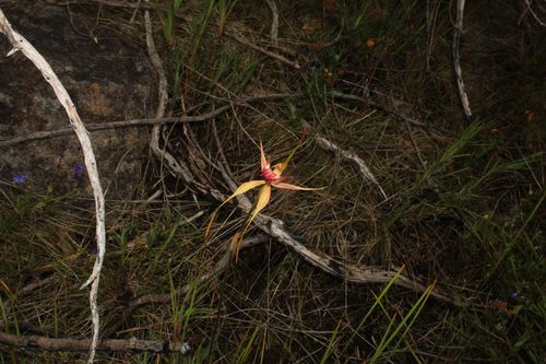 Image of Caladenia pectinata by (c) Em Lamond, some rights reserved (CC BY)