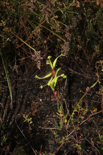 Image of Little Kangaroo Paw (Anigozanthos bicolor) by (c) Em Lamond, some rights reserved (CC BY)