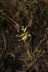 Anigozanthos bicolor