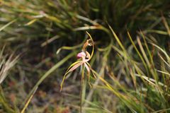 Caladenia heberleana