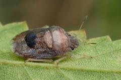 Storthecoris nigriceps