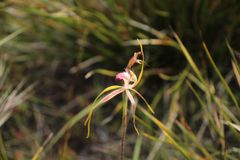 Caladenia heberleana