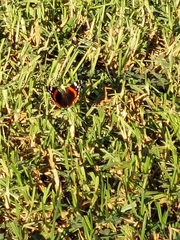 Vanessa atalanta