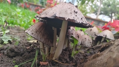 Coprinopsis atramentaria