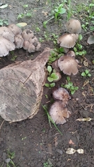 Coprinopsis atramentaria