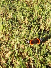 Vanessa atalanta