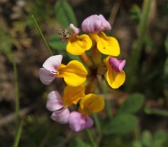 Hosackia gracilis