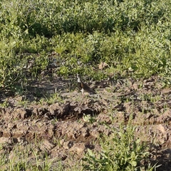 Vanellus chilensis chilensis