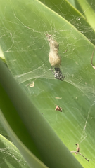 Cyrtophora citricola