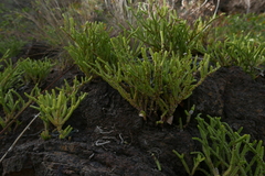 Crassula muscosa