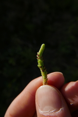 Crassula muscosa