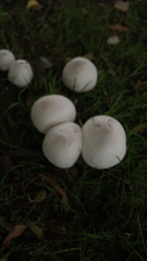 Leucoagaricus leucothites
