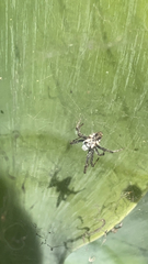 Cyrtophora citricola