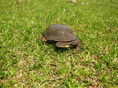 Hydromedusa tectifera