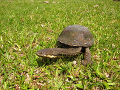 Hydromedusa tectifera