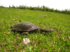 Hydromedusa tectifera
