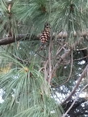 Pinus
