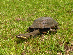 Hydromedusa tectifera