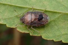 Storthecoris nigriceps