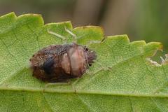Storthecoris nigriceps