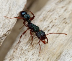 Rhytidoponera aspera
