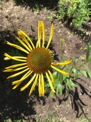 Echinacea paradoxa