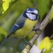Eurasian Blue Tit - Photo (c) Ad Konings, some rights reserved (CC BY-NC), uploaded by Ad Konings
