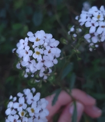 Anastaticeae