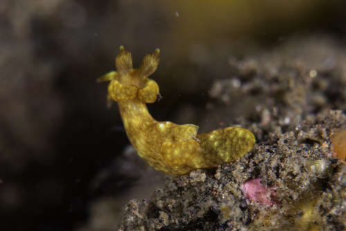 Trapania reticulata (Trapania reticulata)