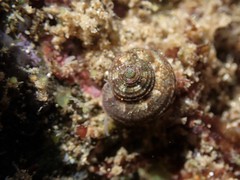 Eurytrochus strangei