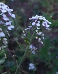Anastaticeae