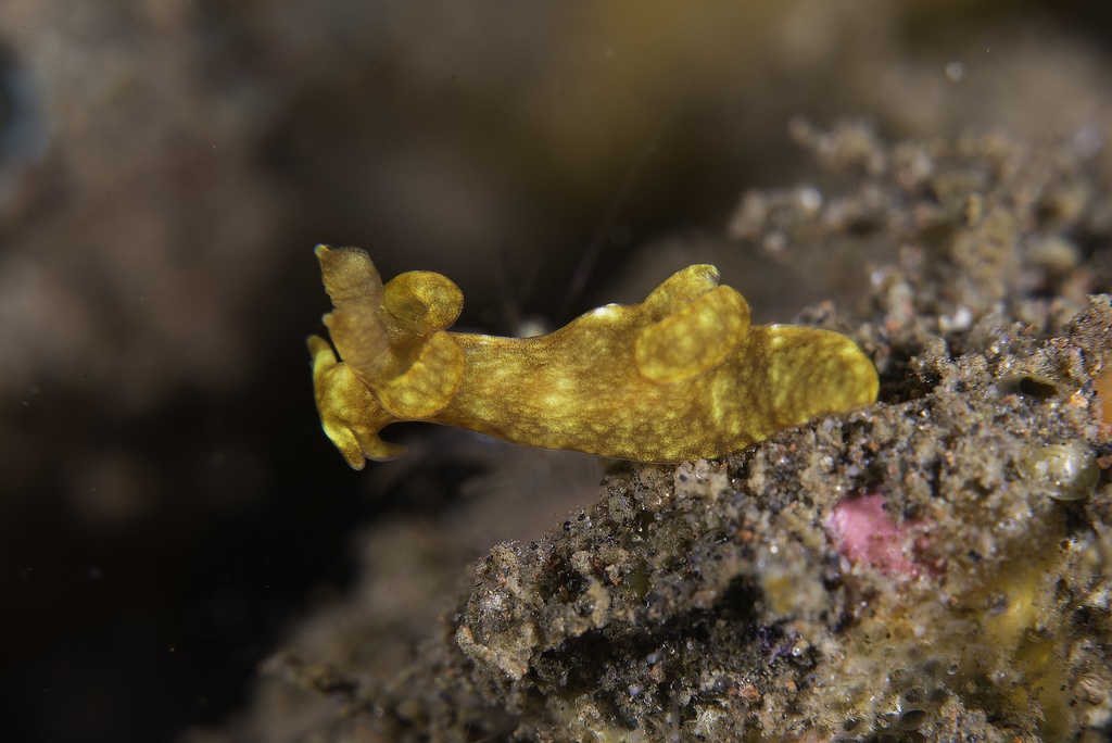 Trapania reticulata (Trapania reticulata) — recorded at Coral Garden