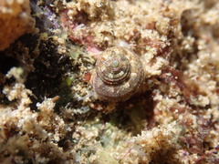 Eurytrochus strangei