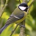 Great Tit - Photo (c) Ad Konings, some rights reserved (CC BY-NC), uploaded by Ad Konings
