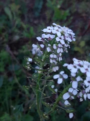 Anastaticeae