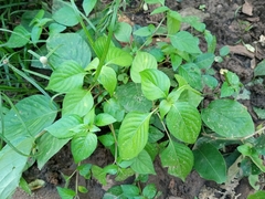 Acalypha indica