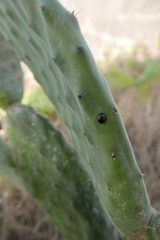 Chilocorus canariensis