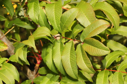Sargent's Rowan (Sorbus sargentiana)