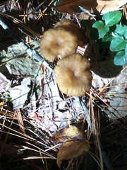 Craterellus lutescens