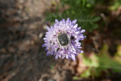 Tropinota squalida canariensis