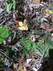 Craterellus lutescens