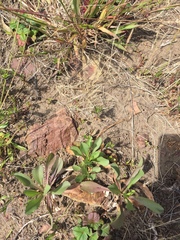 Solidago spathulata