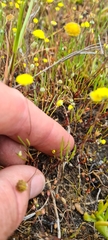 Cotula filifolia