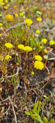 Cotula filifolia